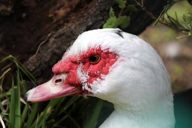 带队深陷降级区，队报：南特主帅卡斯特罗已被解雇